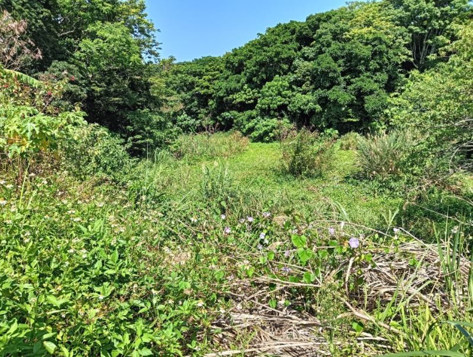 今帰仁村謝名 売地 追加画像